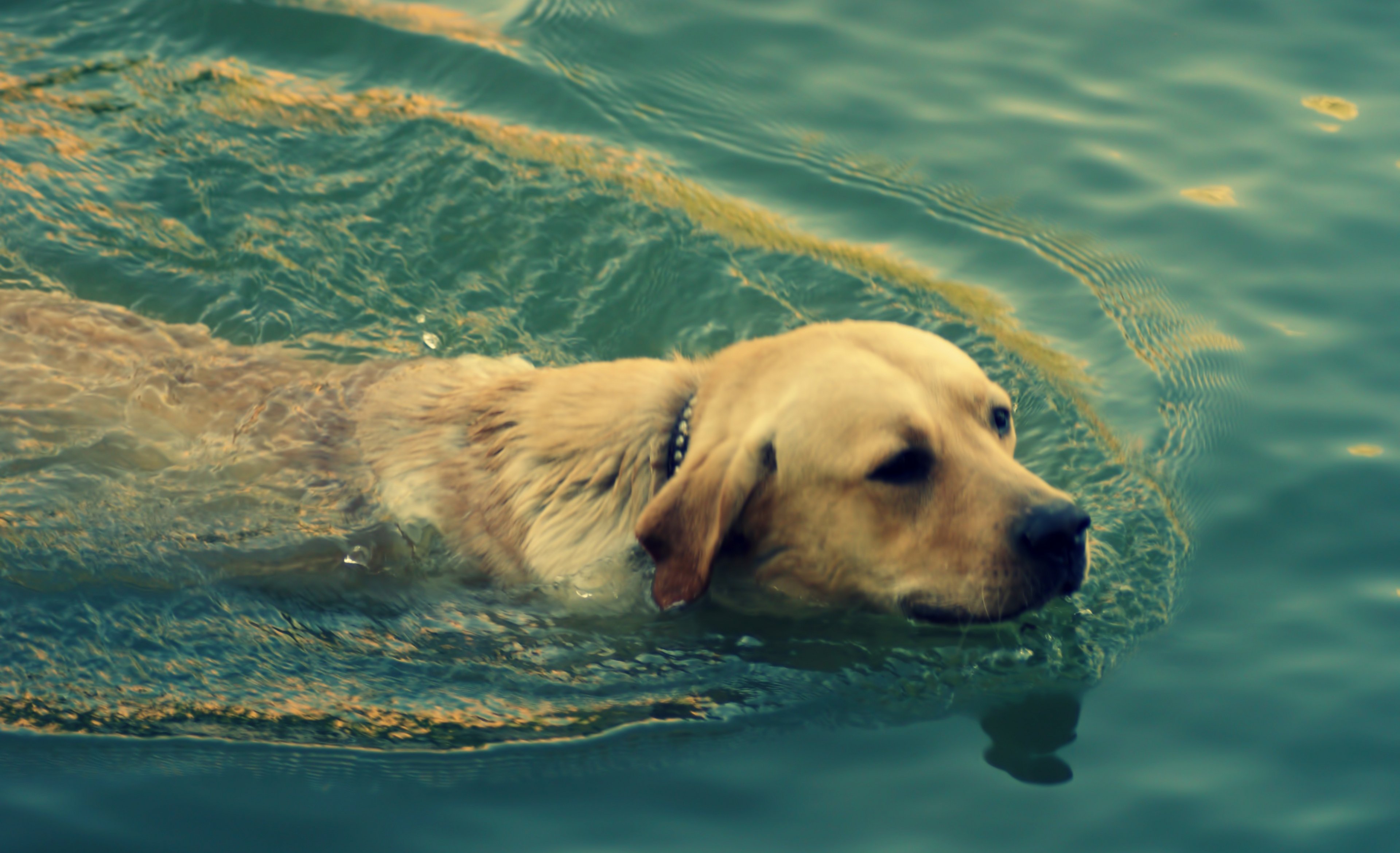 Собака купается вода без смс