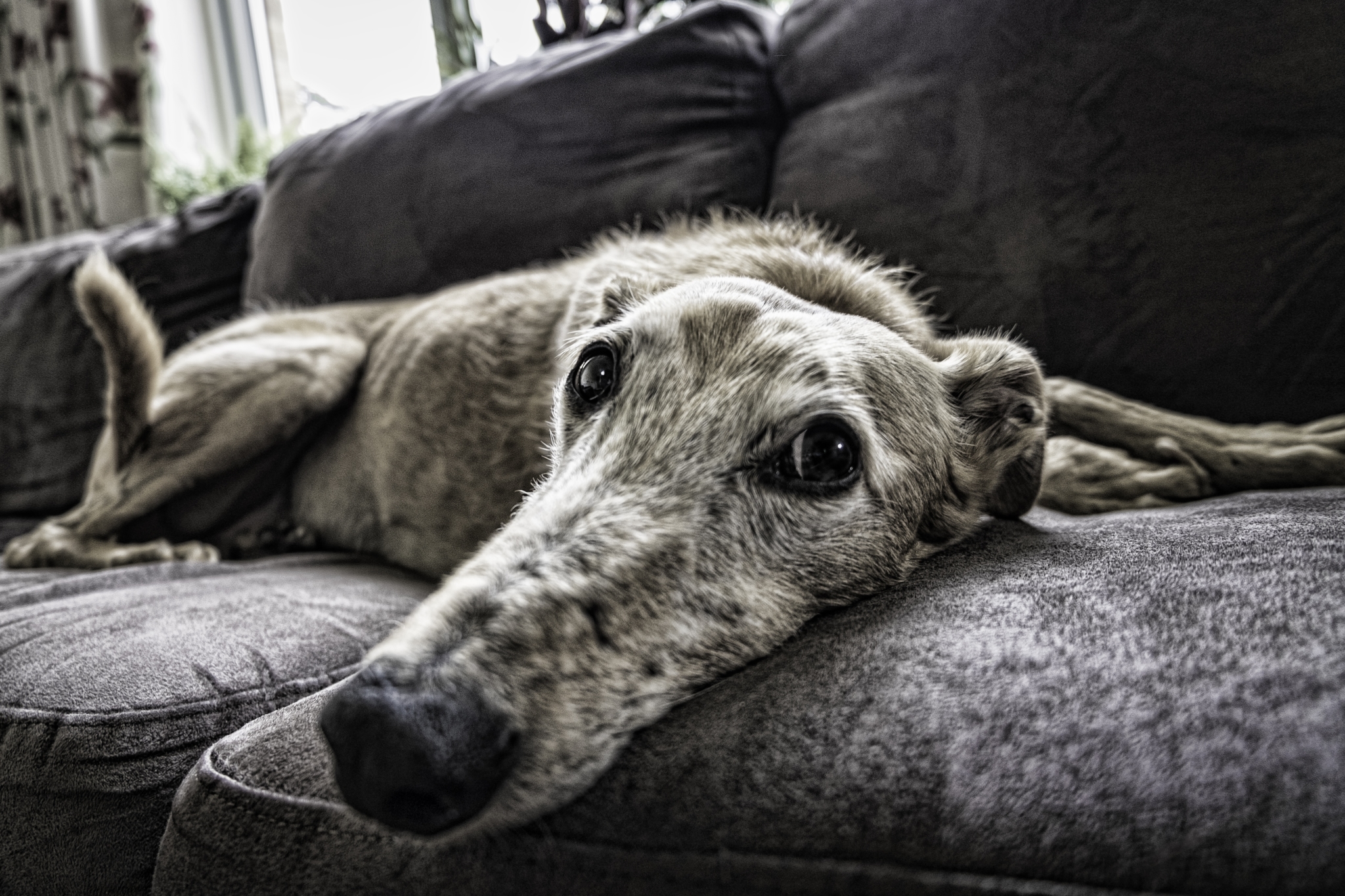 Keeping pets listen. Диван для собаки. Пес на диване. Животные под диваном. Собака под диваном.