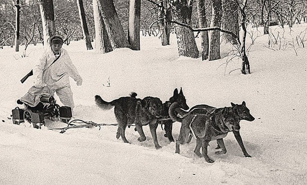 Собаки на войне 1941 1945 картинки